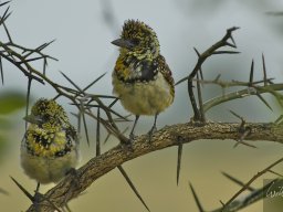 Western_Corridor_(Kirawira)2003-090